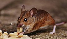 24 Hour & Emergency Exterminators in Argyle, NY